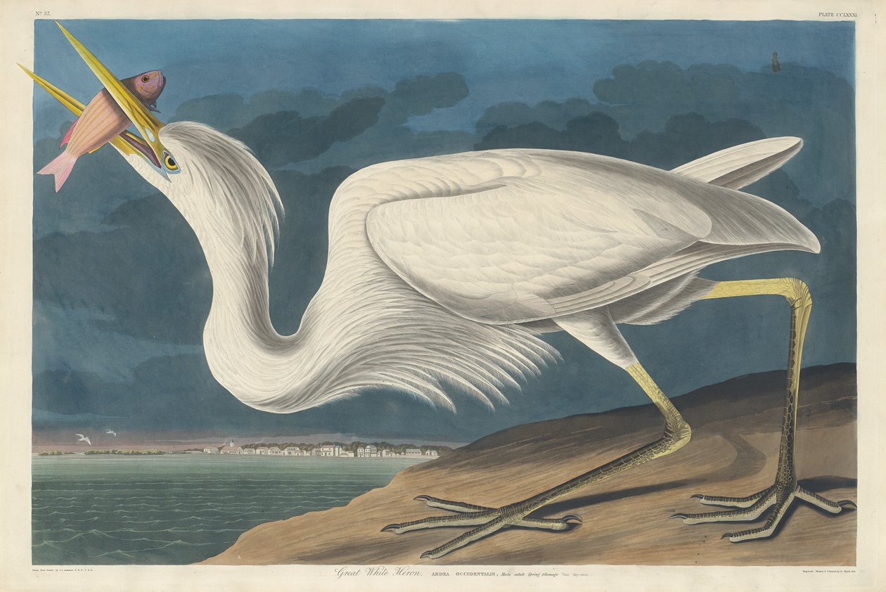 Great White Heron by Robert Havell
