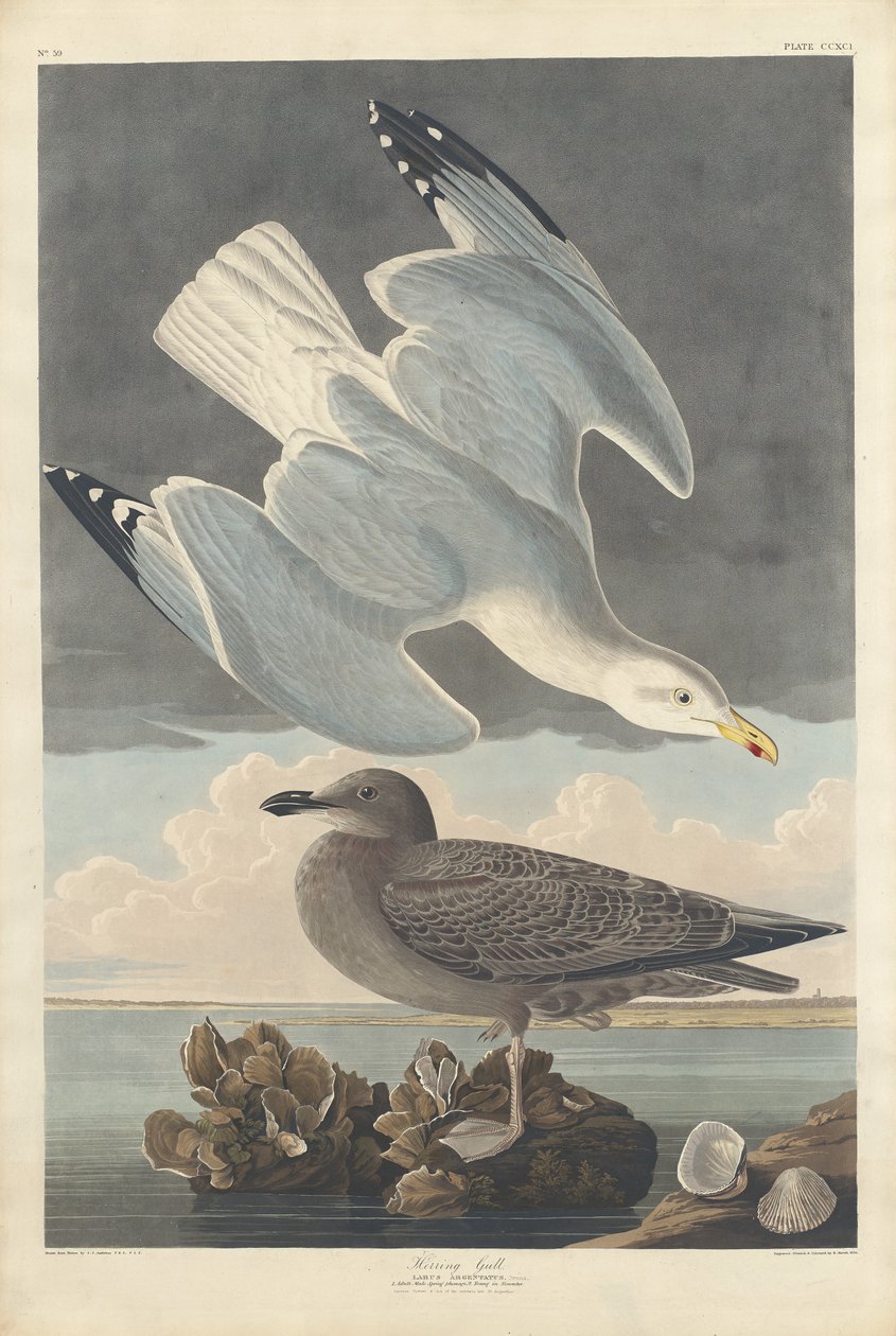Herring Gull by Robert Havell