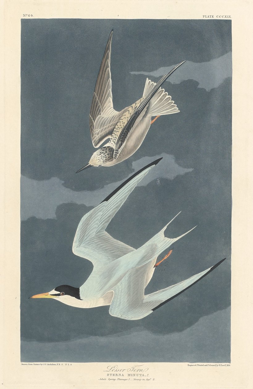 Lesser Tern by Robert Havell: Buy fine art print
