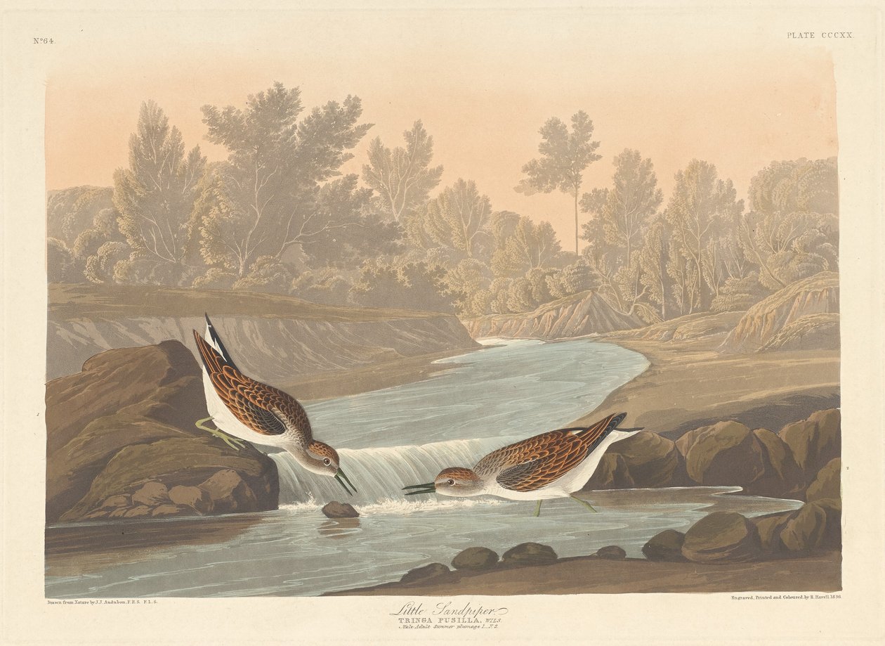 Little Sandpiper by Robert Havell