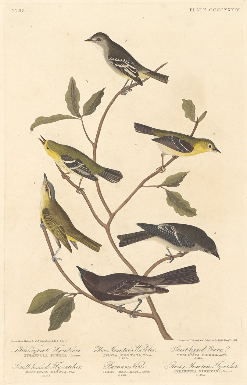 Little Tyrant Flycatcher, Small-Headed Flycatcher, Blue Mountain Warbler, 1838 by Robert Havell