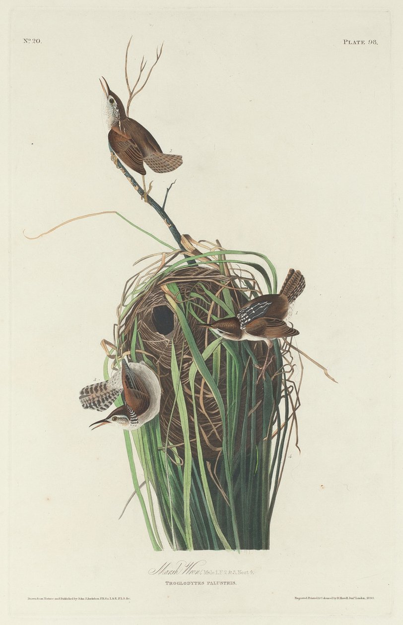 Marsh Wren, 1830 by Robert Havell
