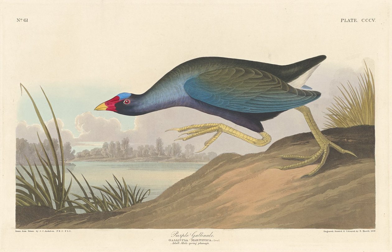 Purple Gallinule, 1836 by Robert Havell