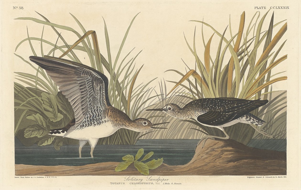 Solitary Sandpiper, 1836 by Robert Havell
