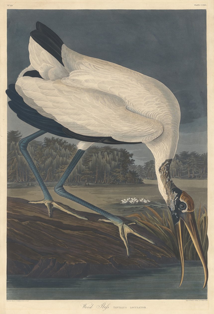 Wood Ibis, 1834 by Robert Havell