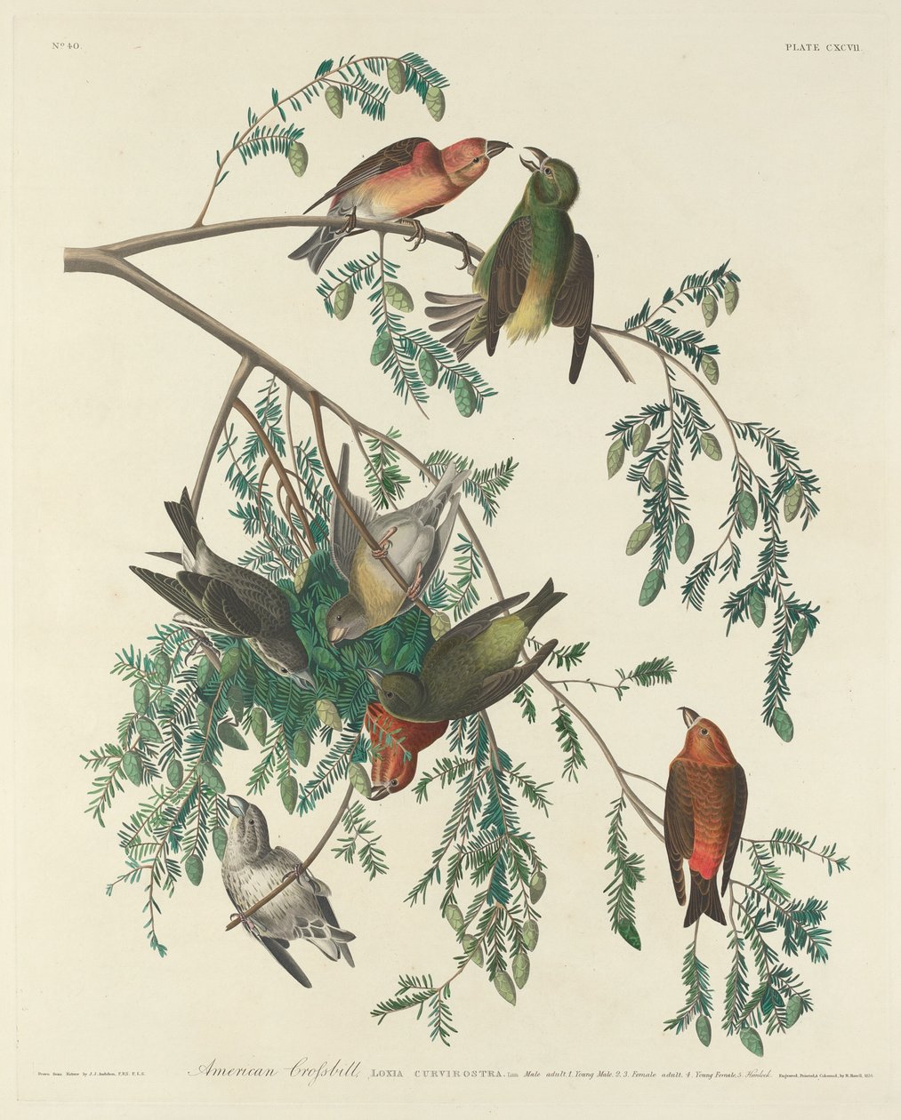 American Crossbill by Robert Havell after John James Audubon