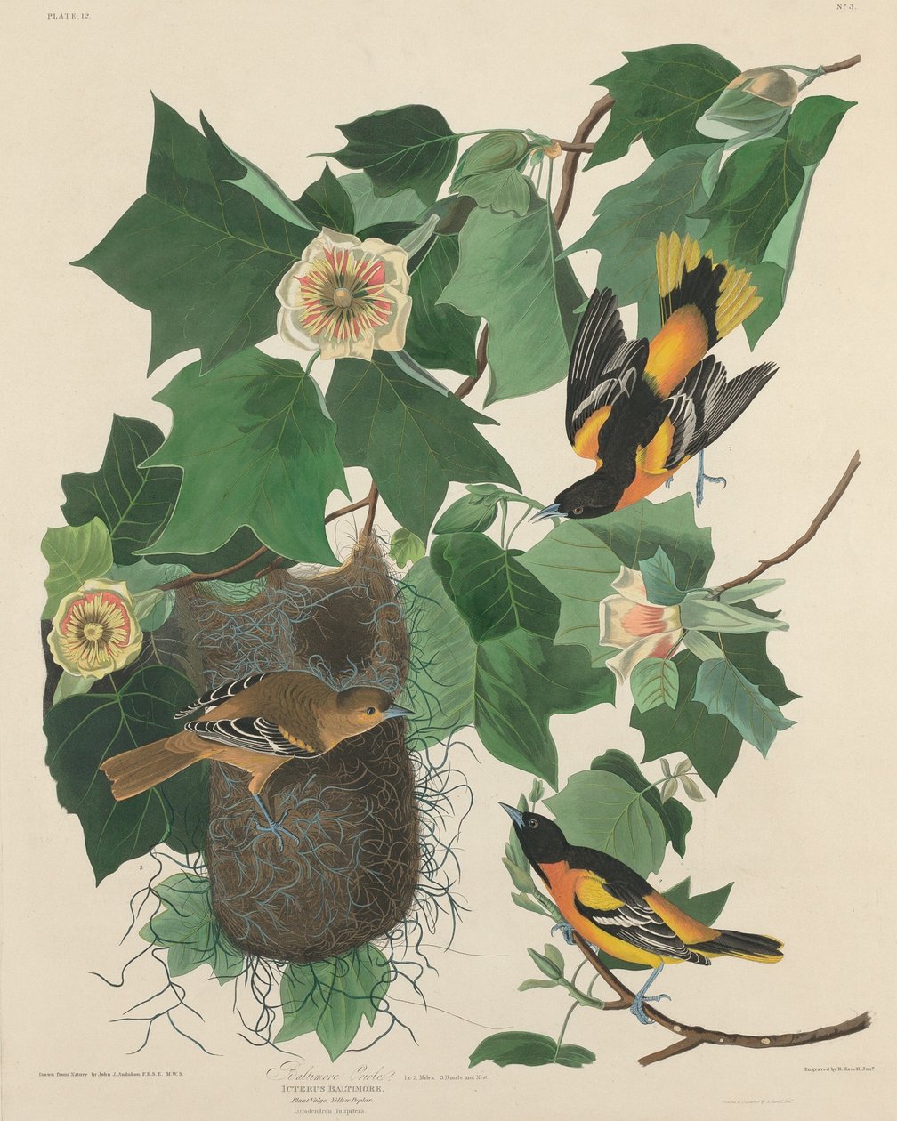 Baltimore Oriole by Robert Havell after John James Audubon