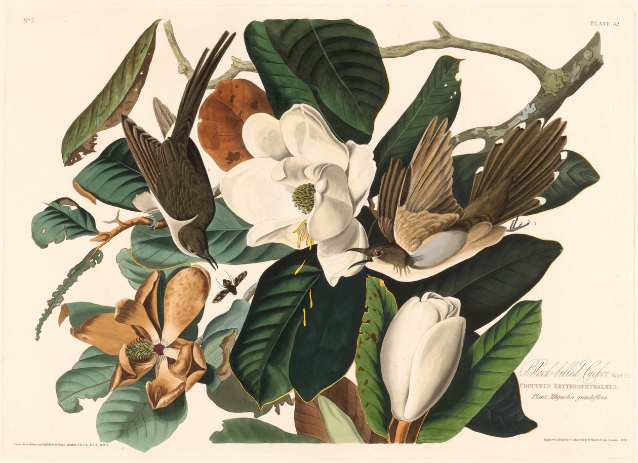 Black-billed Cuckoo by Robert Havell after John James Audubon