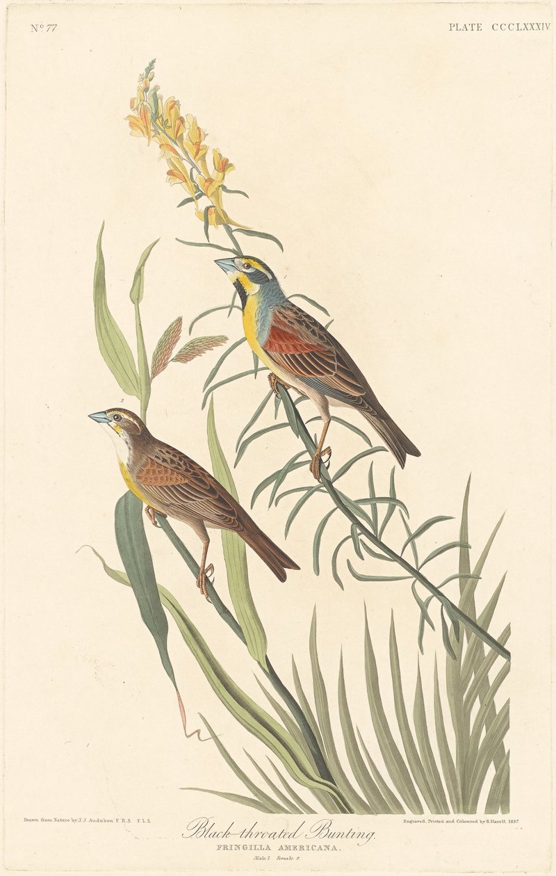 Black-throated Bunting by Robert Havell after John James Audubon