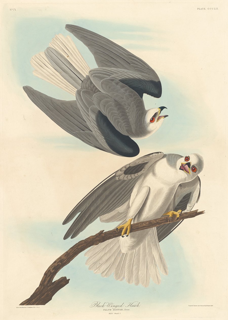 Black-winged Hawk by Robert Havell after John James Audubon