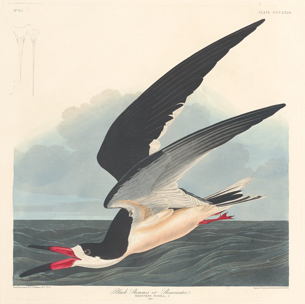 Black Skimmer by Robert Havell after John James Audubon