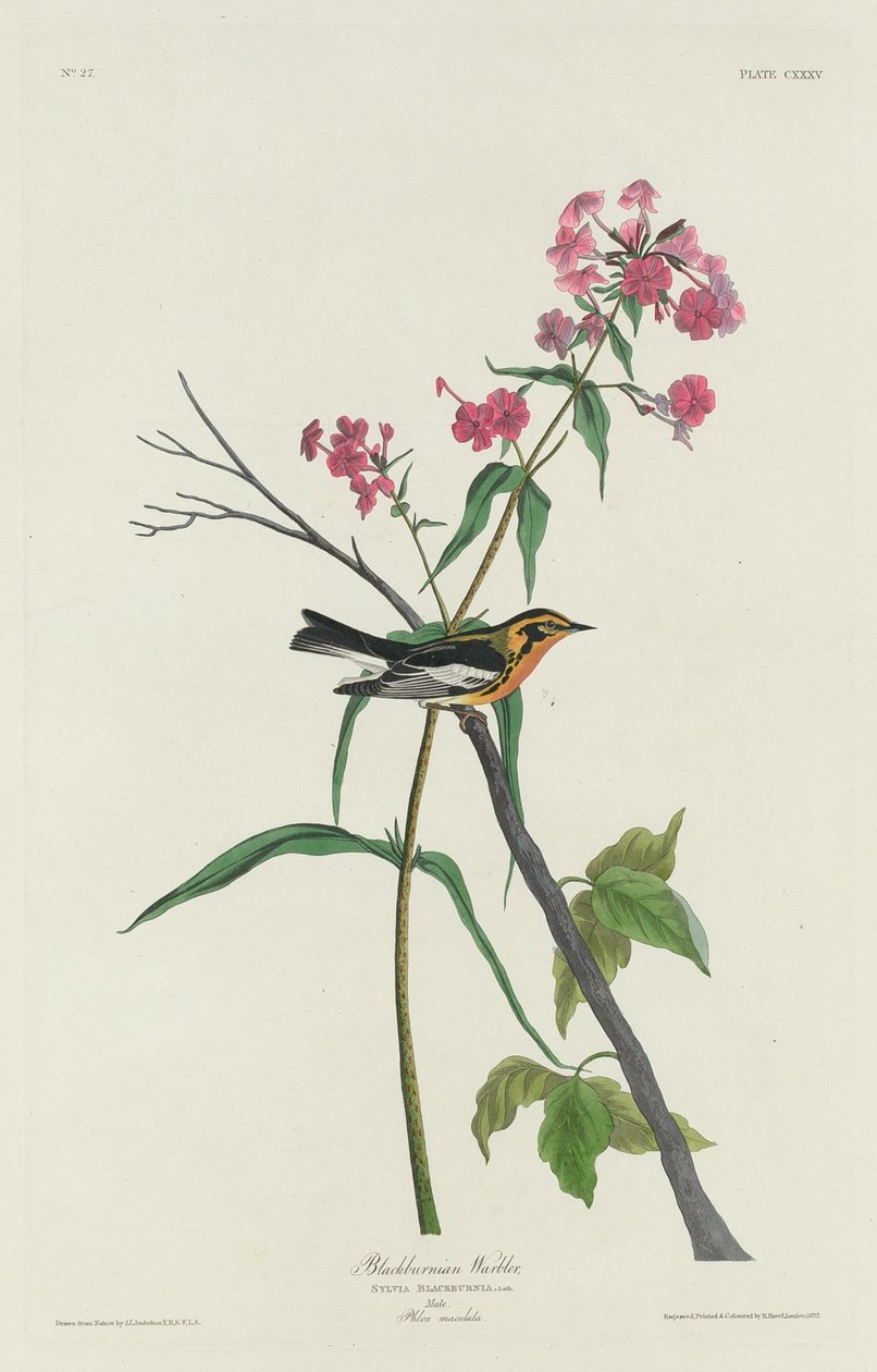 Blackburnian Warbler by Robert Havell after John James Audubon
