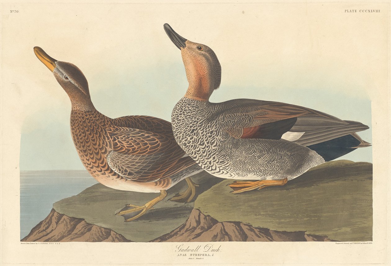 Gadwall Duck by Robert Havell after John James Audubon