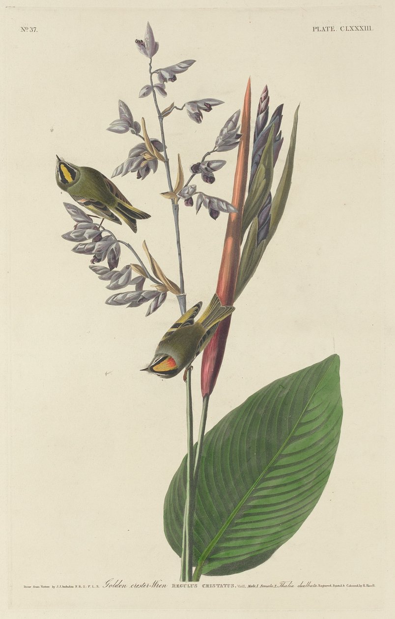 Golden-Crested Wren by Robert Havell after John James Audubon