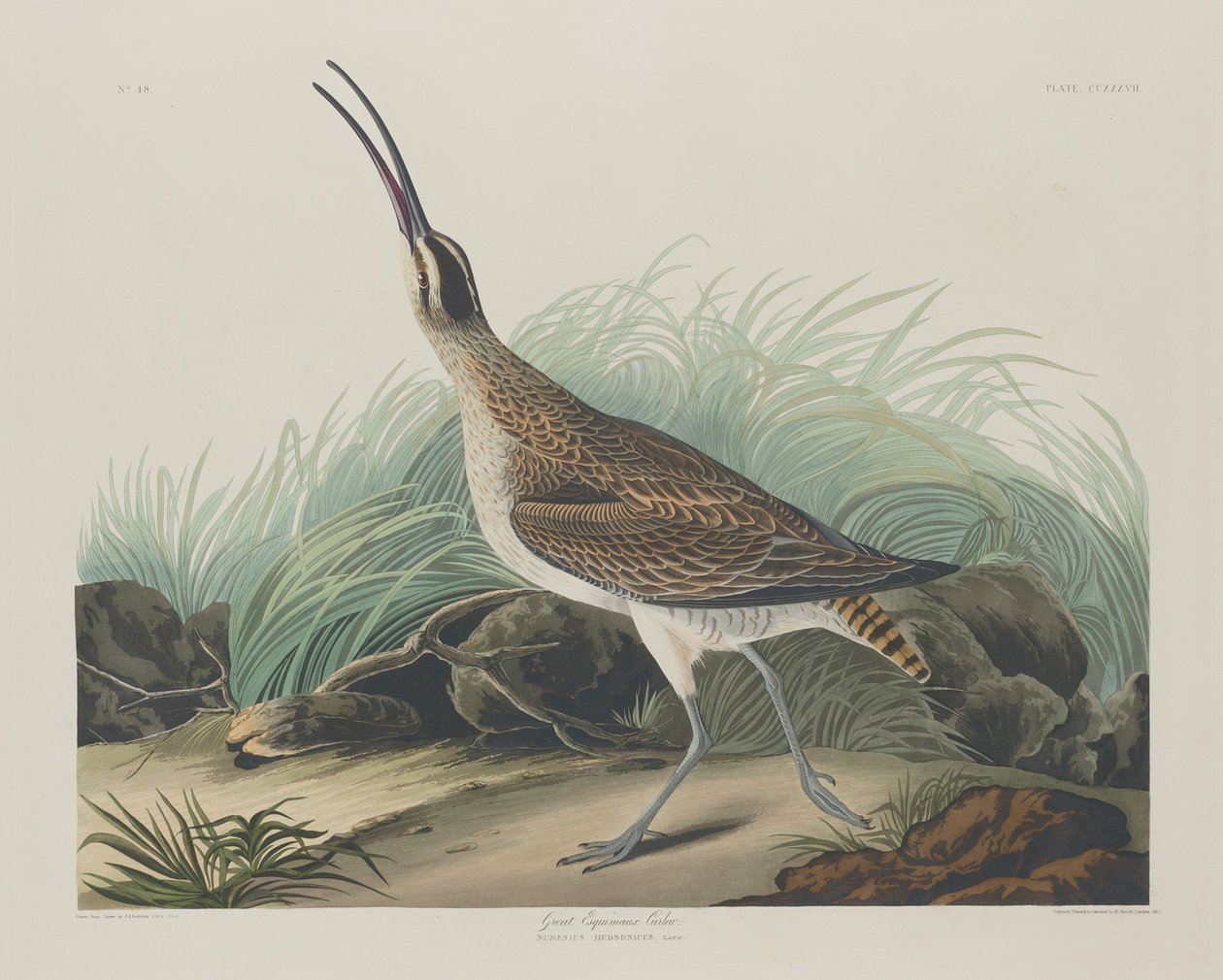 Great Esquimaux Curlew by Robert Havell after John James Audubon