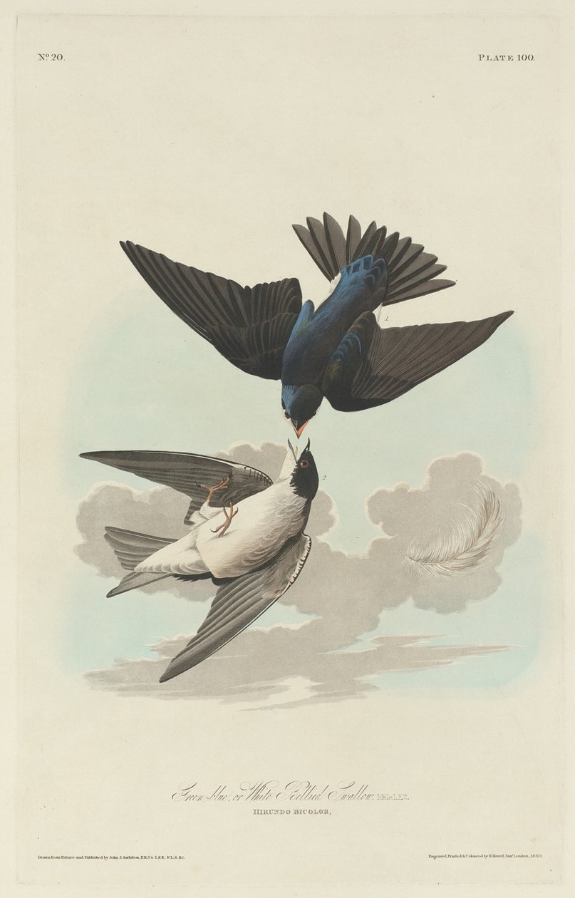 Green-blue or White-bellied Swallow by Robert Havell after John James Audubon