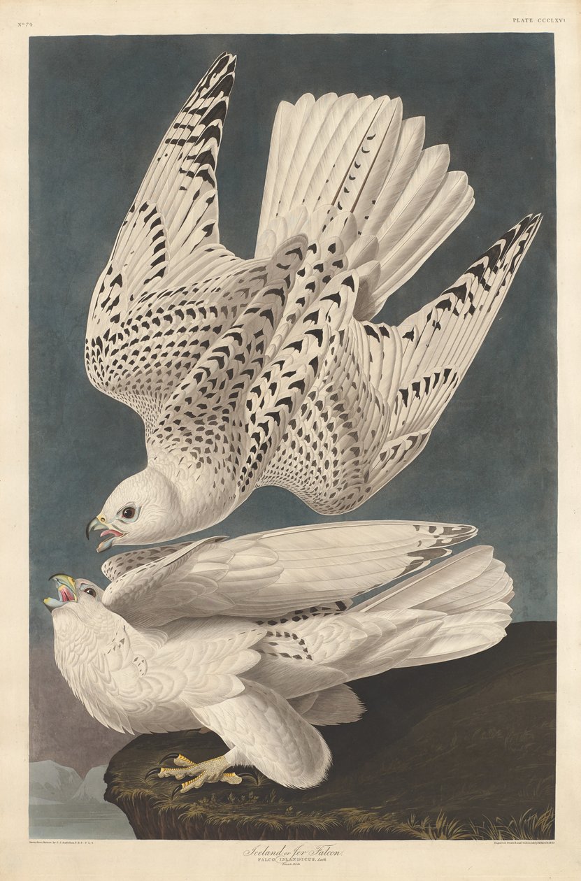 Iceland or Jer Falcon by Robert Havell after John James Audubon