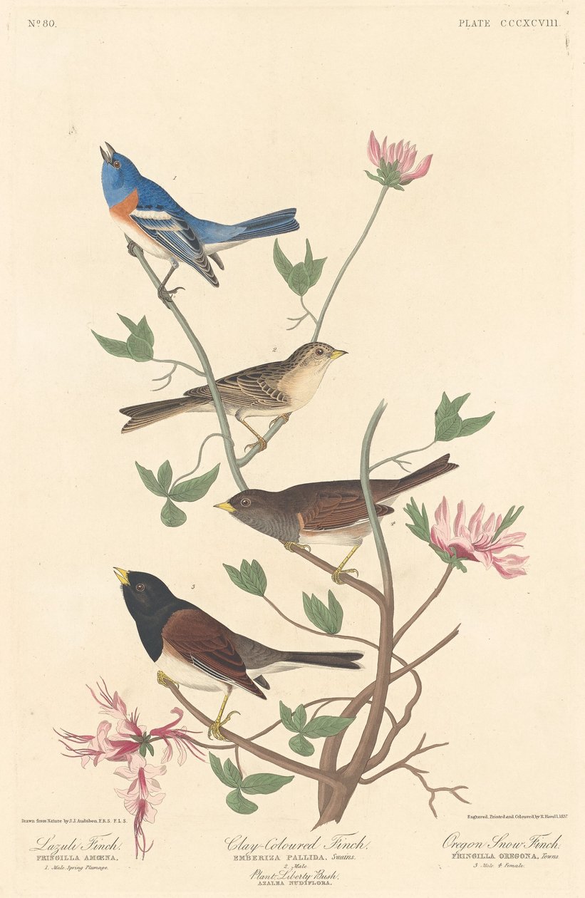 Lazuli Finch, Clay-colored Finch and Oregon Snow Finch by Robert Havell after John James Audubon