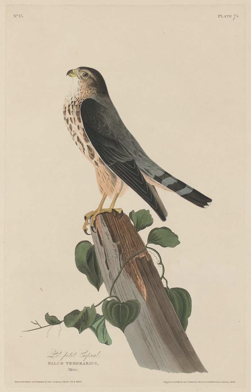 The Little Corporal by Robert Havell after John James Audubon