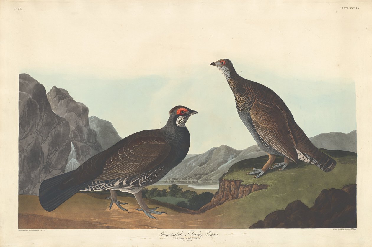 Long-tailed or Dusky Grouse by Robert Havell after John James Audubon