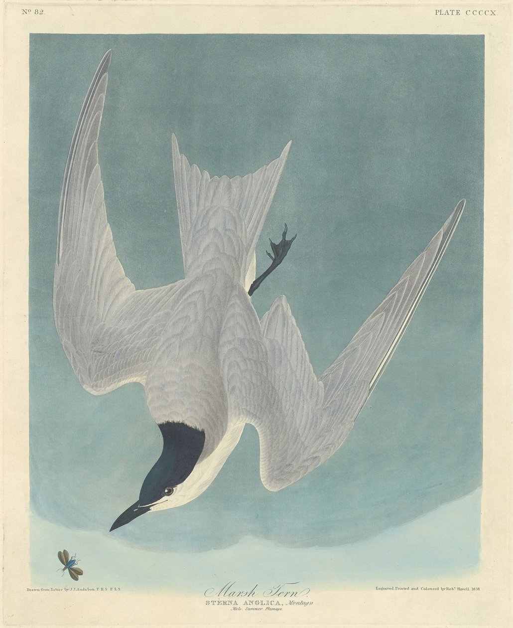Marsh Tern by Robert Havell after John James Audubon