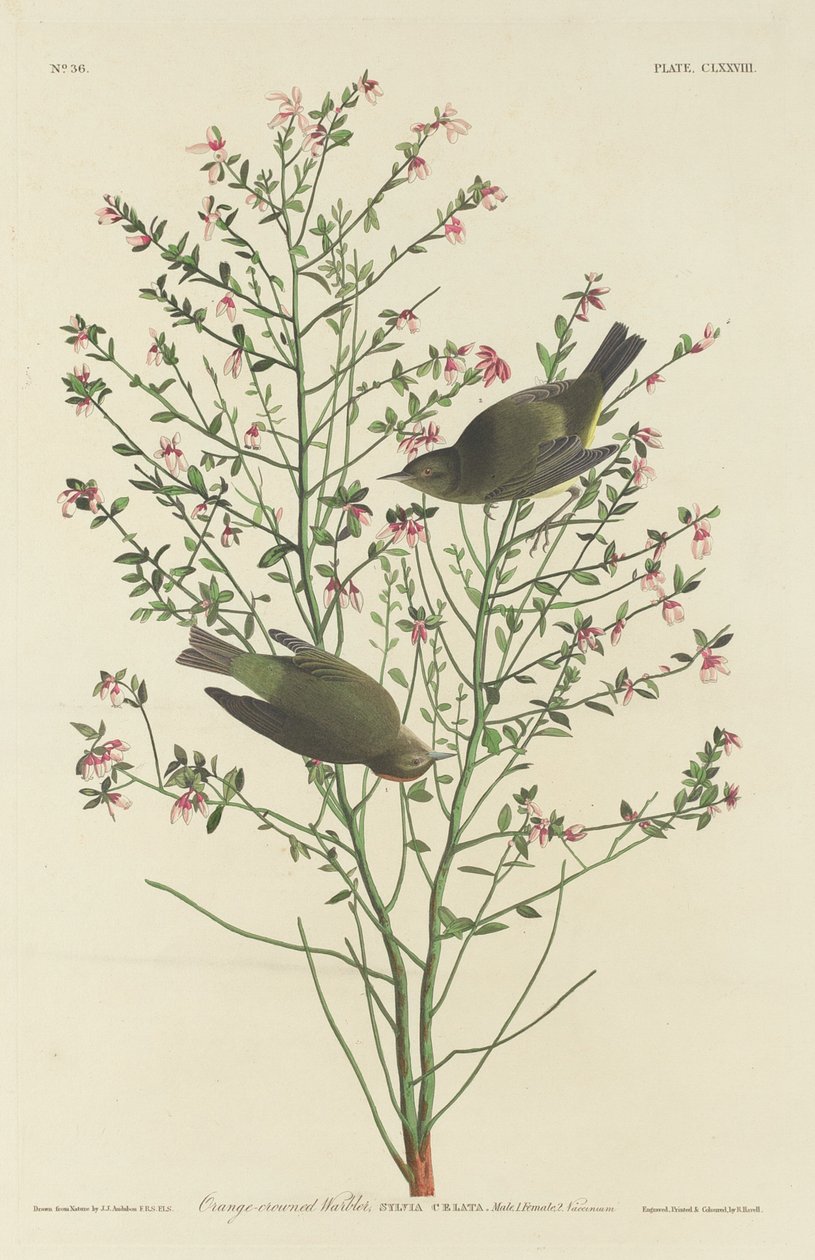 Orange-crowned Warbler by Robert Havell after John James Audubon