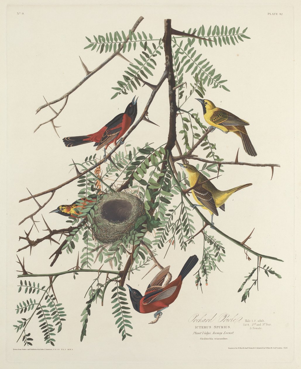 Orchard Oriole by Robert Havell after John James Audubon