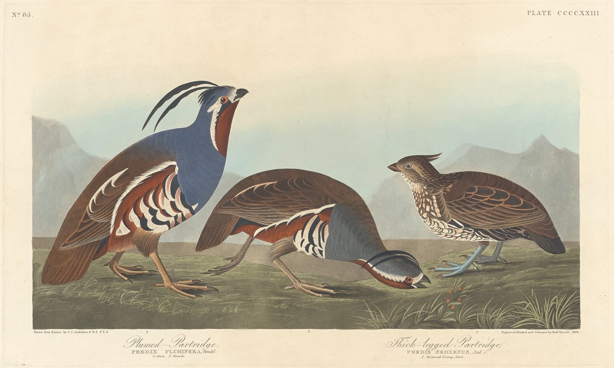 Plumed Partridge and Thick-legged Partridge by Robert Havell after John James Audubon