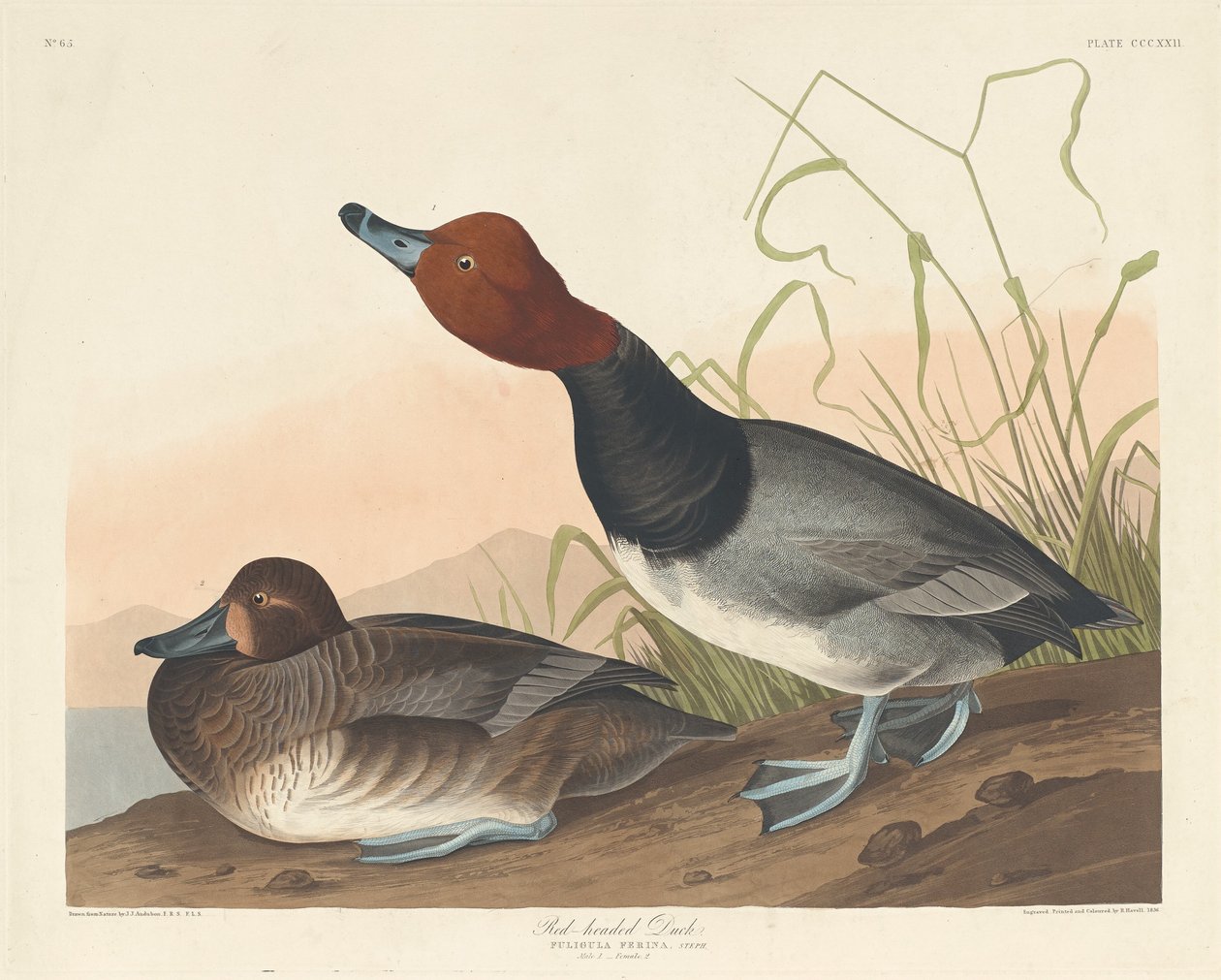 Red-Headed Duck by Robert Havell after John James Audubon
