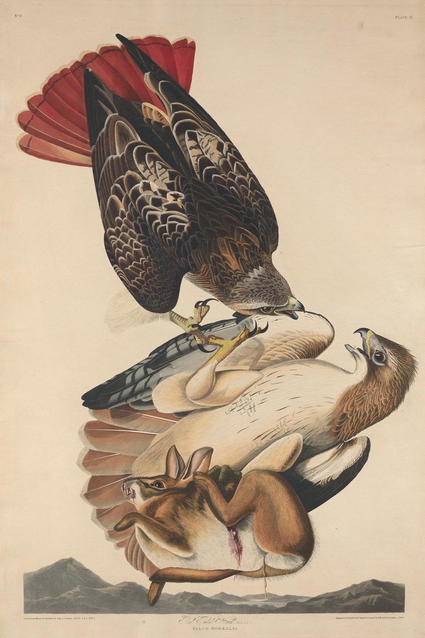 Red Tailed Hawk by Robert Havell after John James Audubon