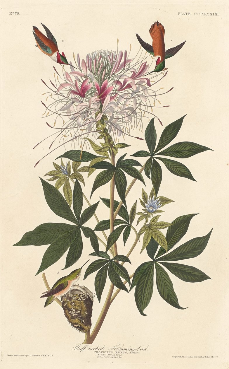 Ruff-necked Humming-bird by Robert Havell after John James Audubon