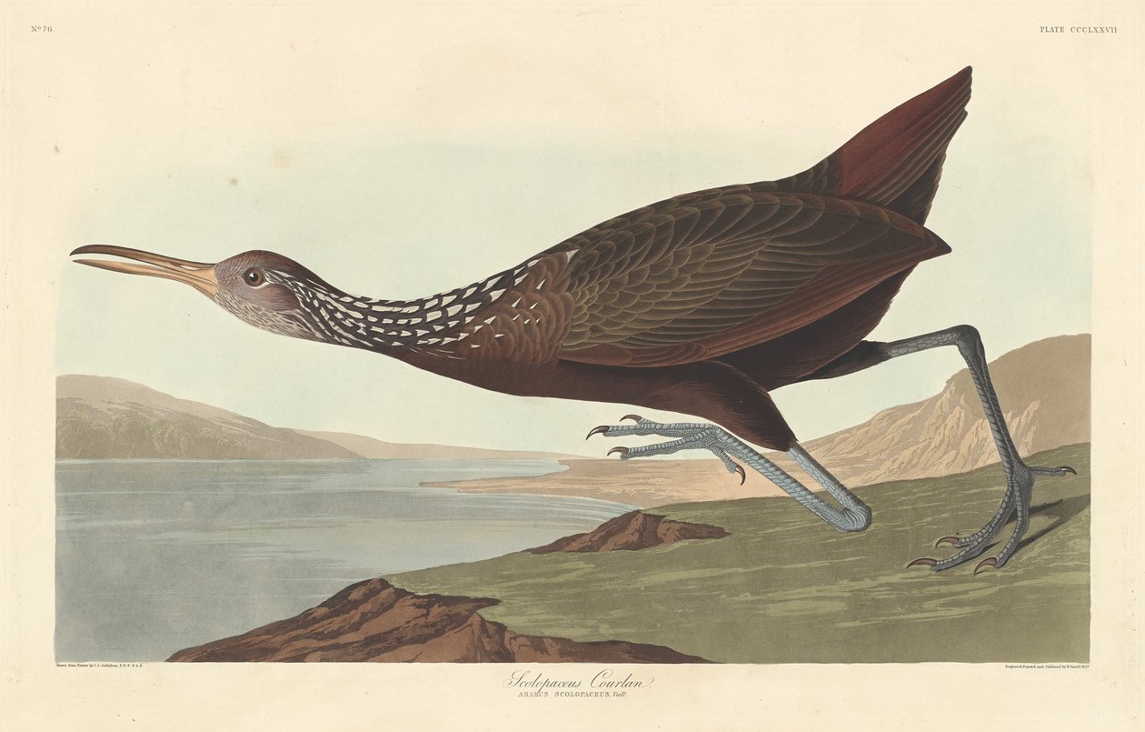 Scolopaceus Courlan by Robert Havell after John James Audubon