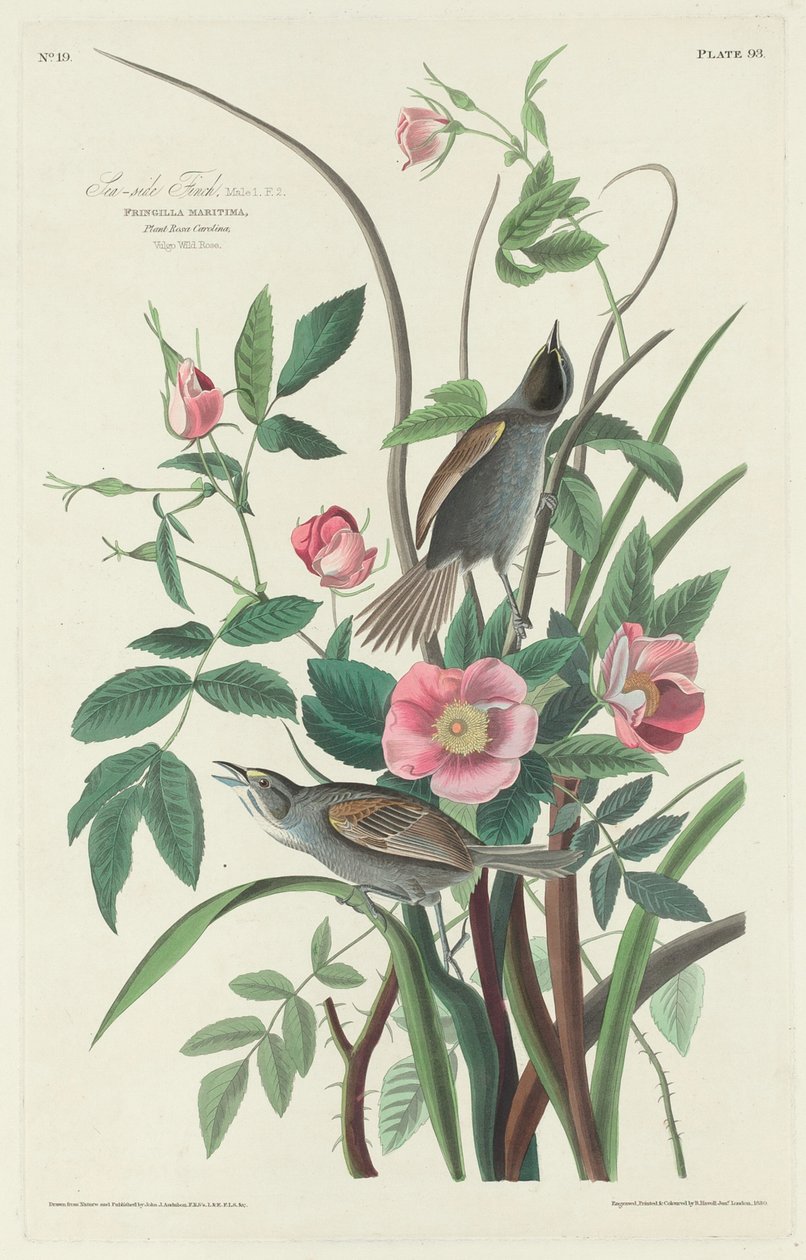 Sea-side Finch by Robert Havell after John James Audubon