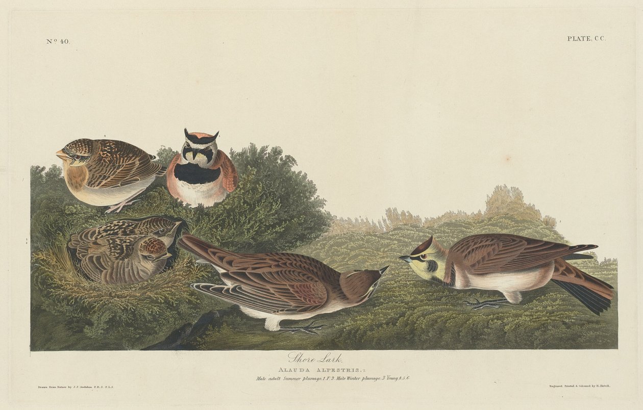Shore Lark by Robert Havell after John James Audubon