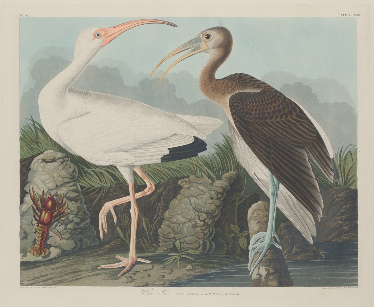 White Ibis by Robert Havell after John James Audubon
