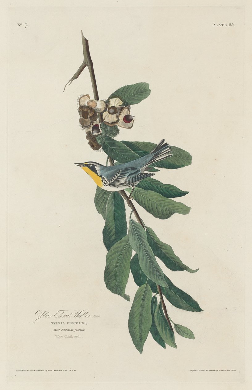 Yellow-throated Warbler by Robert Havell after John James Audubon