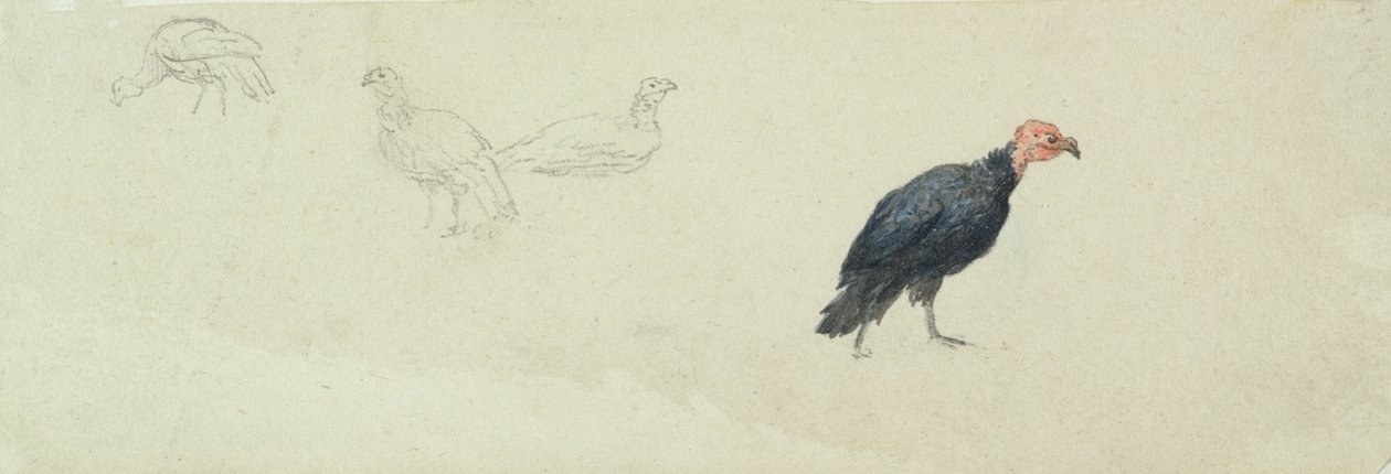 Studies of a Turkey by Robert Hills