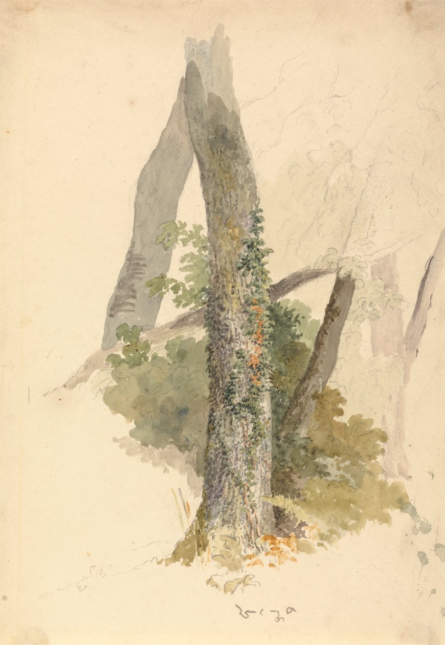 Tree Study with Ivy Clinging to Stump by Robert Hills