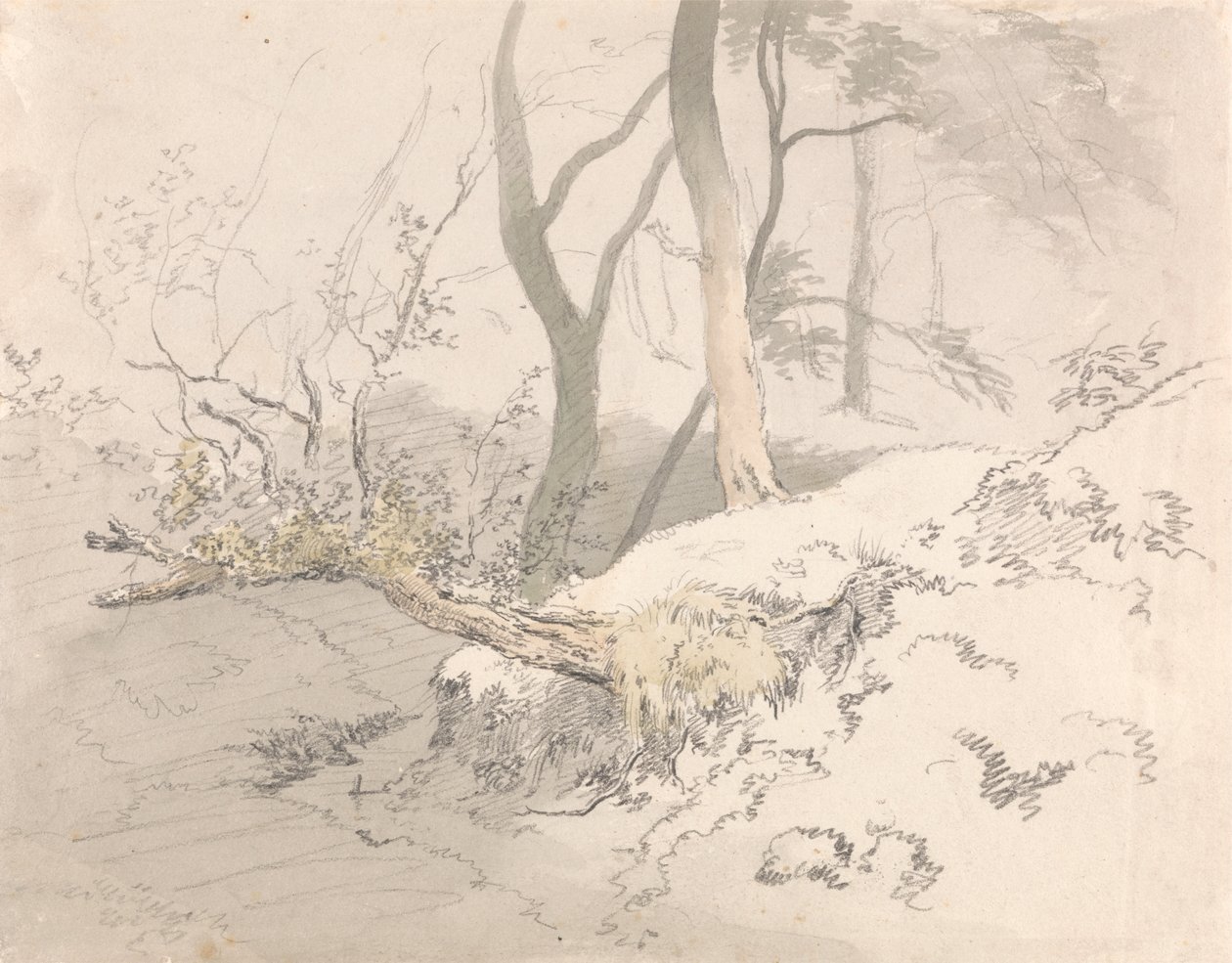 Woodland Shadow by Robert Hills