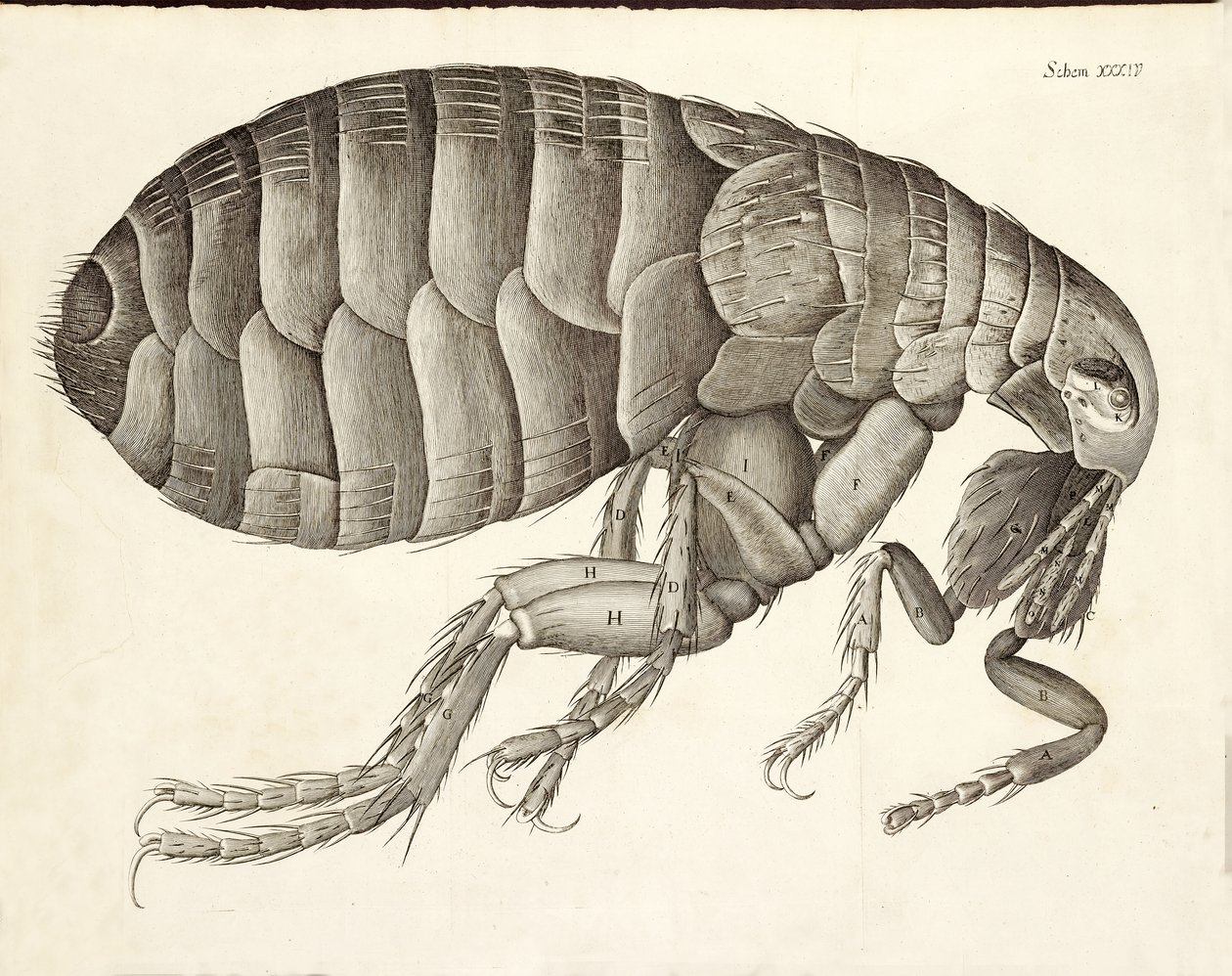 Cross-Section of a Flea from Micrographia, Pub. 1665 by Robert Hooke