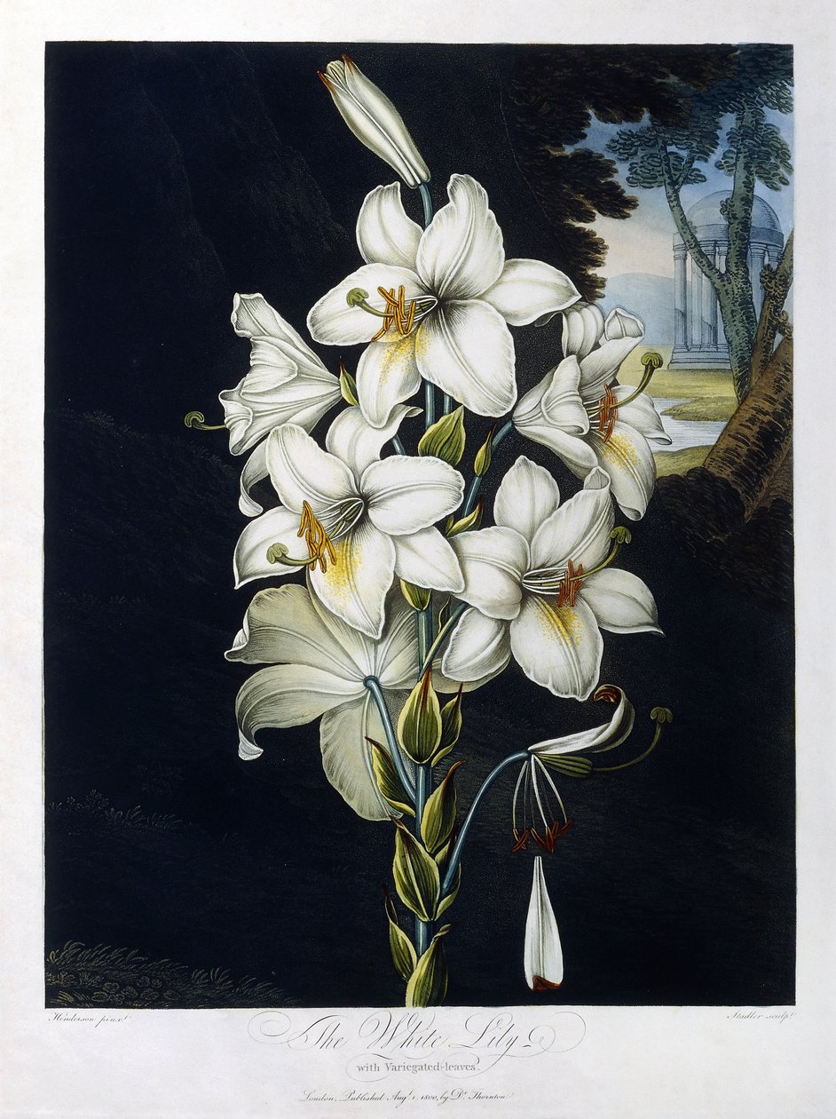 The White Lily by Robert John (after) Thornton