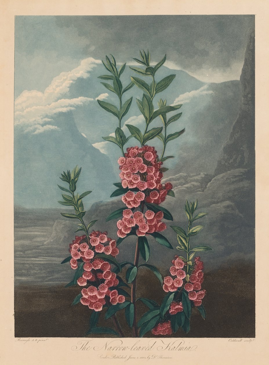 The Temple of Flora, or Garden of Nature: The Narrow-leaved Kalmia, Mountain Laurel by Robert John Thornton
