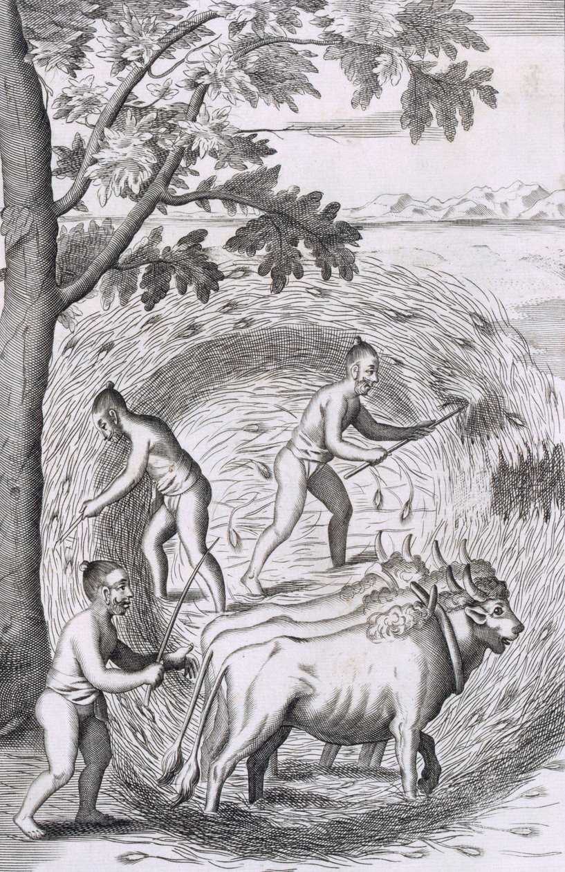 The manner of treading out their rice, from An Historical Relation of the Island Ceylon, pub. 1681 by Robert Knox