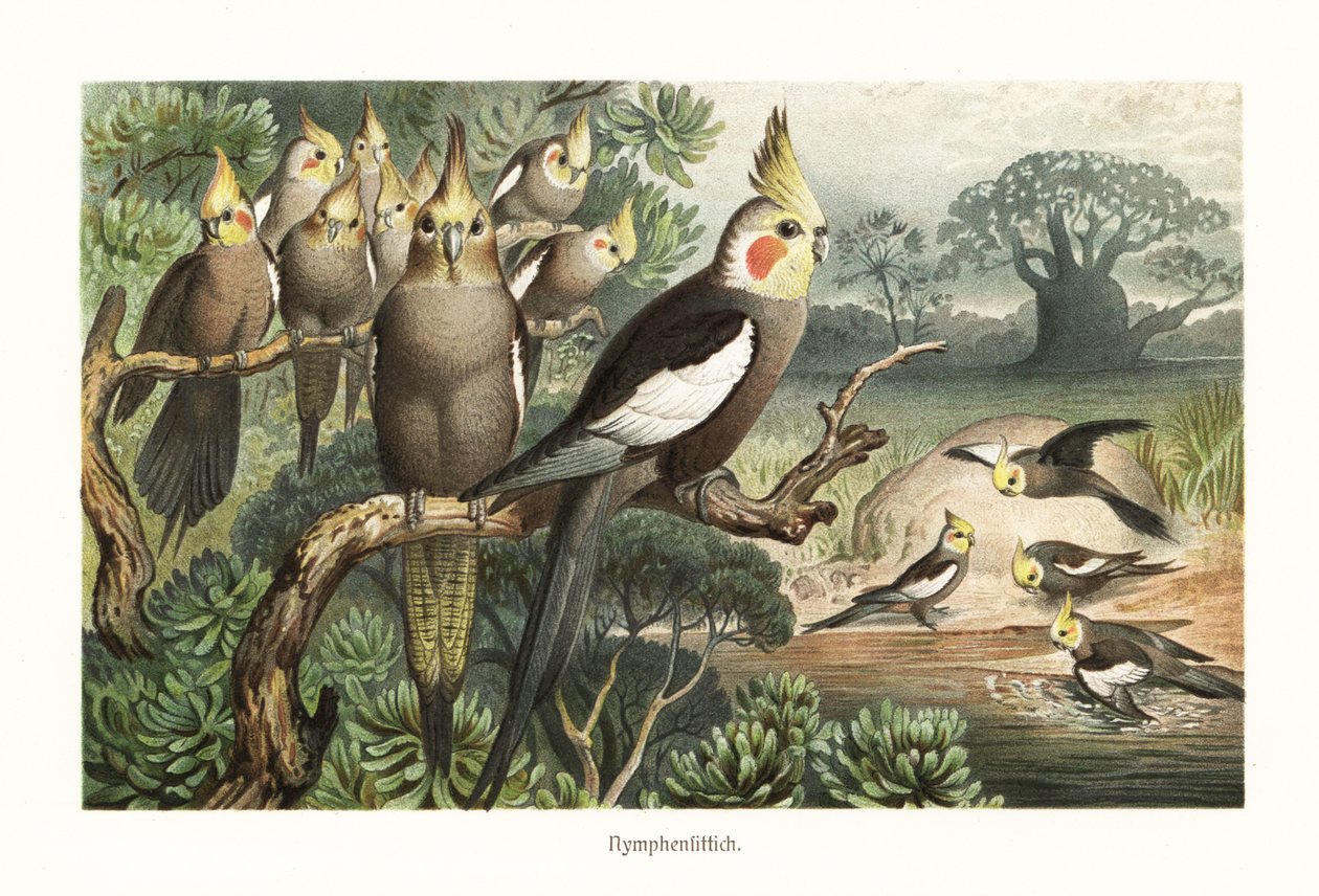 Flock of cockatiels at a water hole by Robert Kretschmer