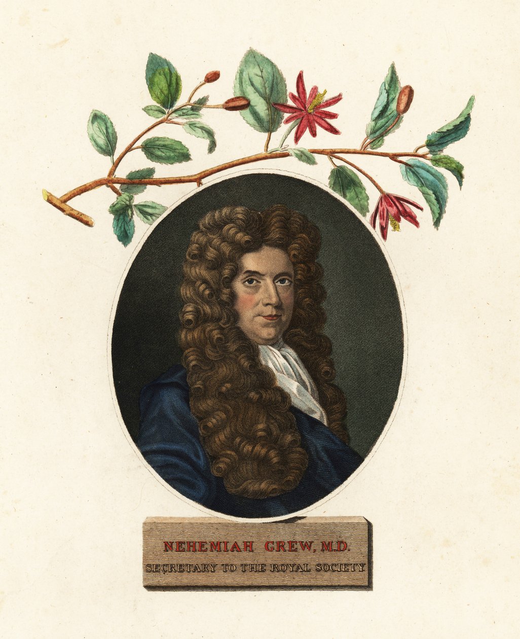 Portrait of Nehemiah Grew, Physician and Botanist (engraving) by Robert White