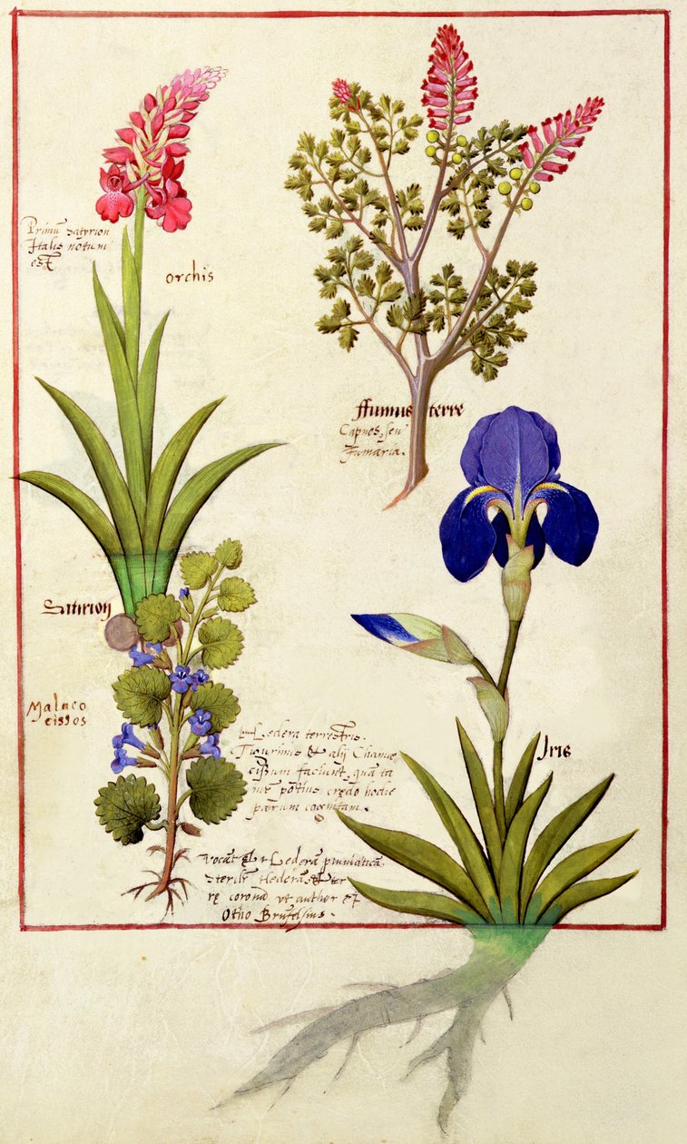 Orchid and Fumitory or Bleeding Heart, Hedera and Iris, Illustration from The Book of Simple Medicines by Mattheaus Platearius by Robinet Testard