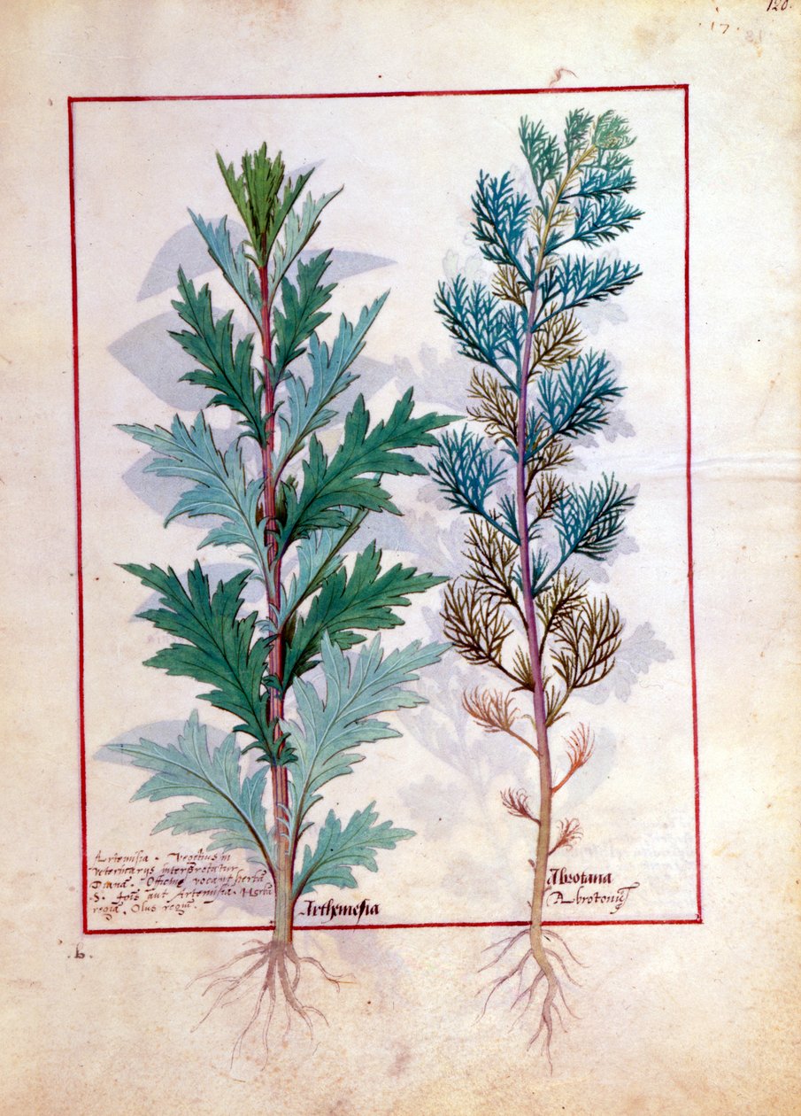 Two varieties of Artemesia (illustration from The Book of Simple Medicines by Mattheaus Platearius) by Robinet Testard