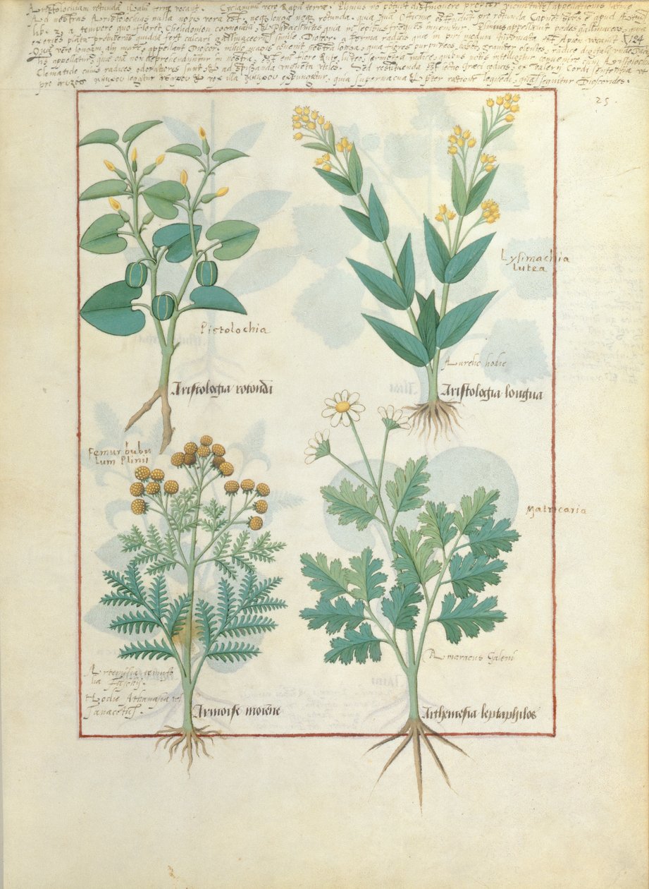 Top row: Aristolochia Rotundi and Aristolochia Longua. Bottom row: Armoise and Artemesia, illustration from The Simple Book of Medicines, by Matteaus Platearius by Robinet Testard