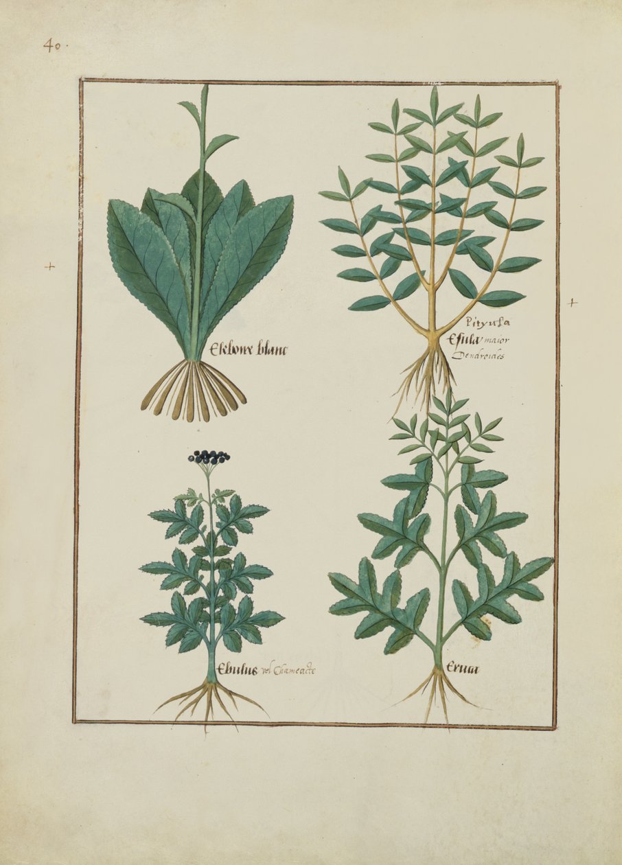 Illustration from the Book of Simple Medicines by Mattheaus Platearius by Robinet Testard