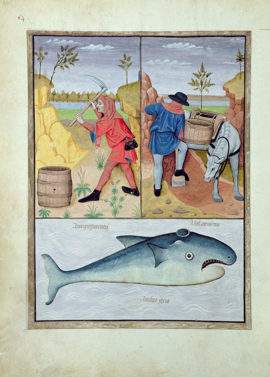 Illustration from the Book of Simple Medicines by Mattheaus Platearius by Robinet Testard